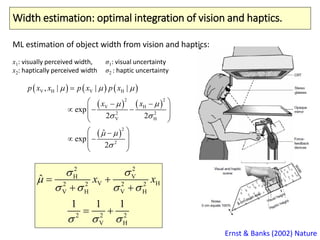 Width estimation: optimal integration of vision and haptics.
22
H
V2 2 2 2
V V
2 2 2
V
V
H
H H
H
1 1 1
ˆ x x


   
  

 
 

Ernst & Banks (2002) Nature
     
   
 
H V
2 2
V
V
V H
2
2
2
H
H
2
, | | |
exp
2 2
exp
2
ˆ
xp x p x p x
x x
  
 
 
 


  
   
 
 
 
  
 
 
ML estimation of object width from vision and haptics:
x1: visually perceived width,
x2: haptically perceived width
σ1: visual uncertainty
σ2 : haptic uncertainty
 