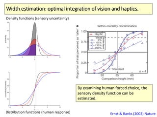 Width estimation: optimal integration of vision and haptics.
Ernst & Banks (2002) Nature
Density functions (sensory uncertainty)
Distribution functions (human response)
By examining human forced choice, the
sensory density function can be
estimated.
 
