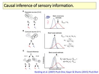 Causal inference of sensory information.
Kording et al. (2007) PLoS One; Kayer & Shams (2015) PLoS Biol
 