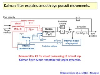 Kalman filter explains smooth eye pursuit movements.
Orban de Xivry et al. (2013) J Neurosci
Kalman filter #1 for visual processing of retinal slip.
Kalman filter #2 for remembered target dynamics.
 