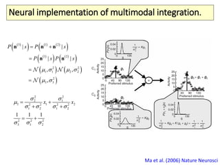 Neural implementation of multimodal integration.
Ma et al. (2006) Nature Neurosci
 
     
 
 
   
 
   
 
2
3
3 1 2
1 2
2 2
1 1 2
2
3
| |
, ,
| |
,
s s
s s
P P
P P
   
 




n n n
n n
2 2
2
3 12 2 2 2
1
1
1
2 2 2
1
2
2 2
3 2
1 1 1
x x
 

   
  
 
 
 
 