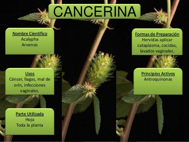 Para Que Sirve Planta De Pimiento Para Que Sirve Planta De Pimiento