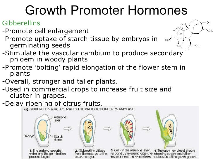 04 plant responses to stimuli