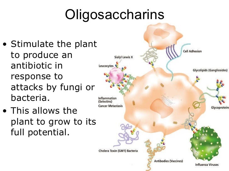 increase fruits growth that hormone stimuli to responses 04 plant increase fruits growth that hormone stimuli to responses 04 plant