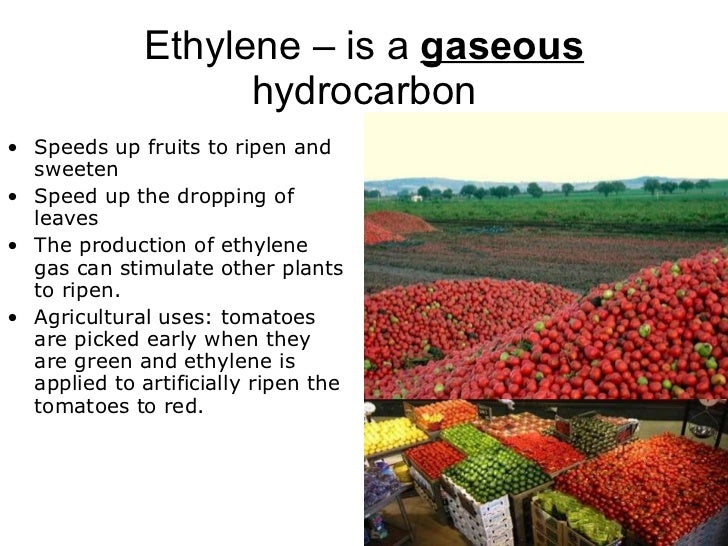 04 plant responses to stimuli