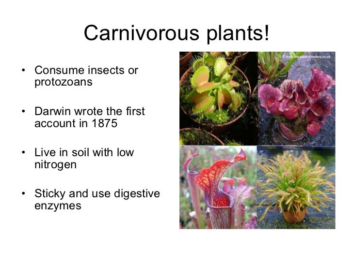 04 plant responses to stimuli