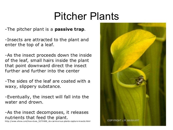 04 plant responses to stimuli