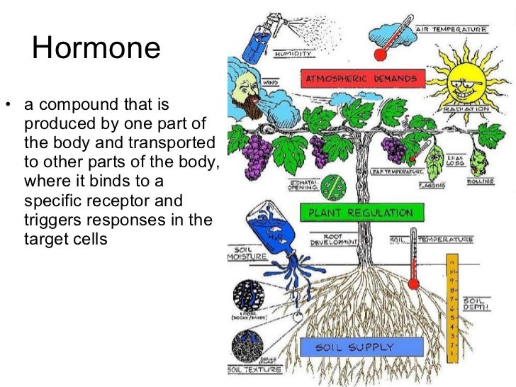 04 plant responses to stimuli
