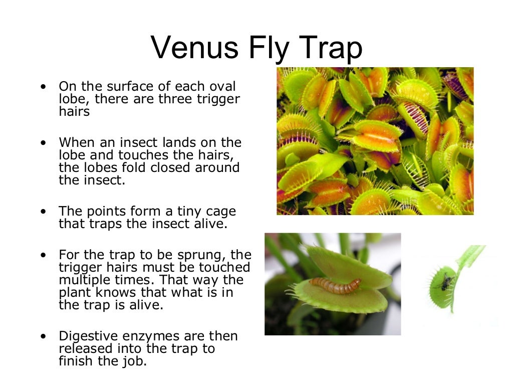 04 plant responses to stimuli