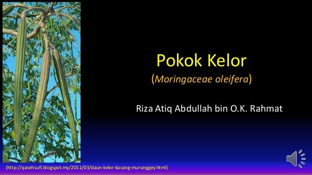 Pokok Kelor