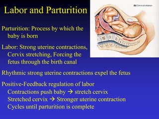 04 pregancy physiology complete_Maternal Physiology.pptx