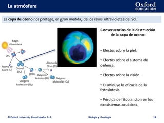La atmósfera
Átomo de
Cloro (Cl)
CFC
Rayos
Ultravioleta
Ozono
(O₃)
Oxígeno
Molecular (O₂)
(ClO) Oxígeno
Atómico (O)
Átomo de
Cloro (Cl)
Oxígeno
Molecular (O₂)
© Oxford University Press España, S. A. Biología y Geología 18
La capa de ozono nos protege, en gran medida, de los rayos ultravioletas del Sol.
Consecuencias de la destrucción
de la capa de ozono:
• Efectos sobre la piel.
• Efectos sobre el sistema de
defensa.
• Efectos sobre la visión.
• Disminuye la eficacia de la
fotosíntesis.
• Pérdida de fitoplancton en los
ecosistemas acuáticos.
 