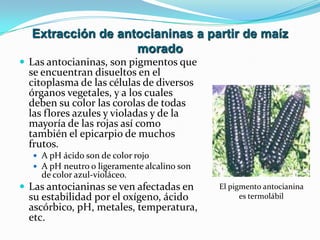  Las antocianinas, son pigmentos que
se encuentran disueltos en el
citoplasma de las células de diversos
órganos vegetales, y a los cuales
deben su color las corolas de todas
las flores azules y violadas y de la
mayoría de las rojas así como
también el epicarpio de muchos
frutos.
 A pH ácido son de color rojo
 A pH neutro o ligeramente alcalino son
de color azul-violáceo.
 Las antocianinas se ven afectadas en
su estabilidad por el oxígeno, ácido
ascórbico, pH, metales, temperatura,
etc.
Extracción de antocianinas a partir de maíz
morado
El pigmento antocianina
es termolábil
 