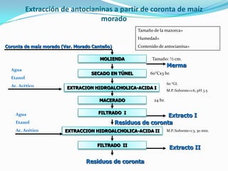 Extracción de antocianinas a partir de coronta de maíz
morado
SECADO EN TÚNEL
EXTRACION HIDROALCHOLICA-ACIDA I
MACERADO
MOLIENDA
Coronta de maíz morado (Var. Morado Canteño)
Extracto I
Merma
FILTRADO I
EXTRACCION HIDROALCHOLICA-ACIDA II
FILTRADO II
60 °GL
M.P.:Solvente=1:6, pH 3.5
Tamaño: ½ cm.
60°Cx3 hr.
Agua
Etanol
Ac. Acético
24 hr.
Agua
Etanol
Ac. Acético
Residuos de coronta
Tamaño de la mazorca=
Humedad=
Contenido de antocianina=
M.P.:Solvente=1:3, 30 min.
Residuos de coronta
Extracto II
 