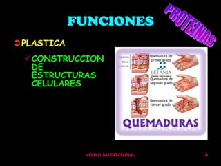 FUNCIONES
PLASTICA
 CONSTRUCCION
  DE
  ESTRUCTURAS
  CELULARES




             APOYO NUTRICIONAL   4
 