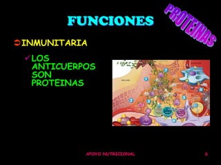 FUNCIONES
INMUNITARIA
 LOS
  ANTICUERPOS
  SON
  PROTEINAS




           APOYO NUTRICIONAL   6
 