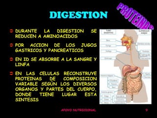 DIGESTION
 DURANTE   LA  DIGESTION       SE
  REDUCEN A AMINOACIDOS

 POR ACCION DE LOS JUGOS
  GASTRICOS Y PANCREATICOS

 EN ID SE ABSORBE A LA SANGRE Y
  LINFA

 EN LAS CELULAS RECONSTRUYE
  PROTEINAS    DE  COMPOSICION
  VARIABLE SEGÚN LOS DIVERSOS
  ORGANOS Y PARTES DEL CUERPO,
  DONDE    TIENE  LUGAR   ESTA
  SINTESIS

                  APOYO NUTRICIONAL   9
 