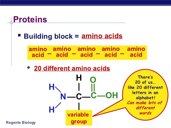 building blocks of proteins building blocks of proteins