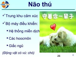 Não thú
 Trung khu cảm xúc

 Bộ máy điều khiển:
   Hệ thống miễn dịch

   Các hoocmôn

   Giấc ngủ

(Động vật có vú: chó)
                          26   26
 