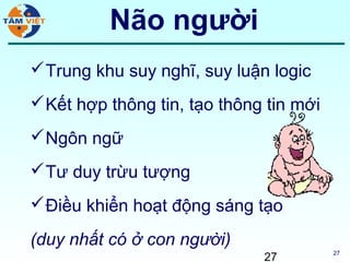 Não người
 Trung khu suy nghĩ, suy luận logic
 Kết hợp thông tin, tạo thông tin mới
 Ngôn ngữ
 Tư duy trừu tượng
 Điều khiển hoạt động sáng tạo

(duy nhất có ở con người)
                              27         27
 