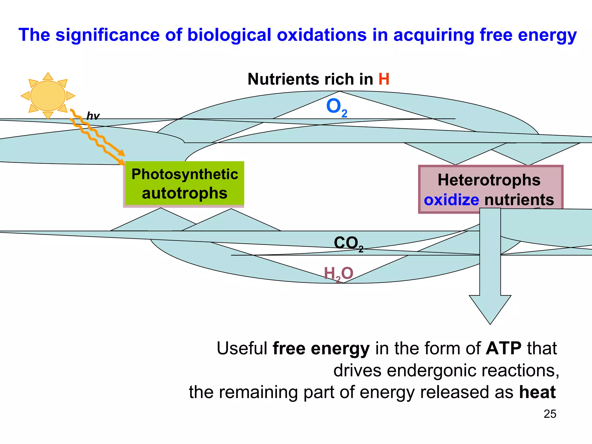 Useful  free energy  in the form of  ATP  that   drives endergonic reactions,  the remaining part of energy released as  heat The significance of biological oxidations in acquiring free energy Photosynthetic autotrophs Heterotrophs oxidize  nutrients CO 2 H 2 O O 2 Nutrients rich in   H   hν 