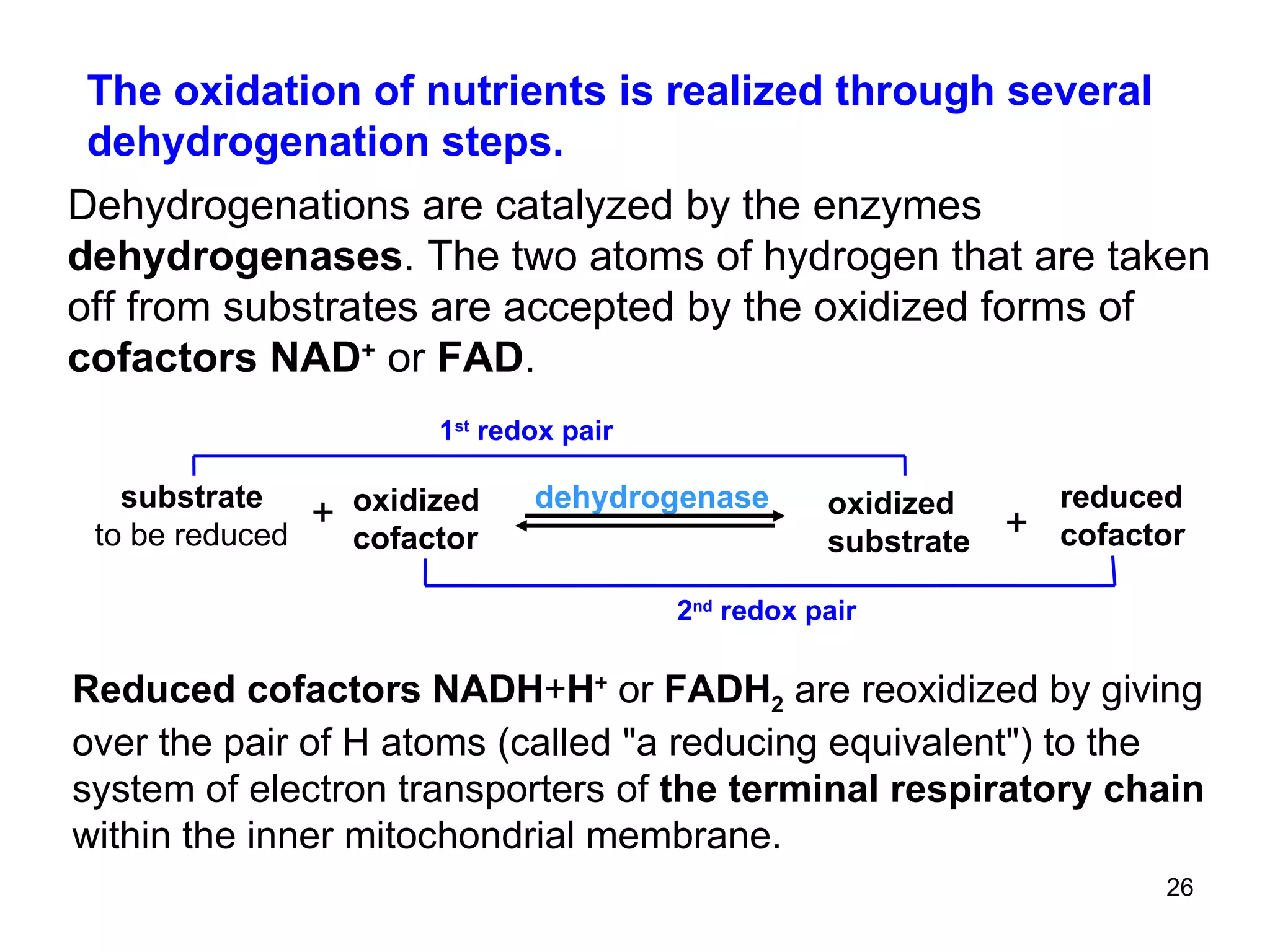 Reduced cofactors NADH + H +   or  FADH 2  are reoxidized by giving over the pair of H atoms (called  "a reducing equivalent") to the system of electron transporters of  the terminal respiratory chain  within the inner mitochondrial membrane. The oxidation of nutrients is realized through several  dehydrogenation steps. Dehydrogenations are catalyzed by the enzymes  dehydrogenases . The two atoms of hydrogen that are taken off from substrates are accepted by the oxidized forms of  cofactors NAD +   or  FAD . + substrate to be reduced oxidized cofactor + 2 nd  redox pair 1 st  redox pair dehydrogenase oxidized substrate reduced cofactor 