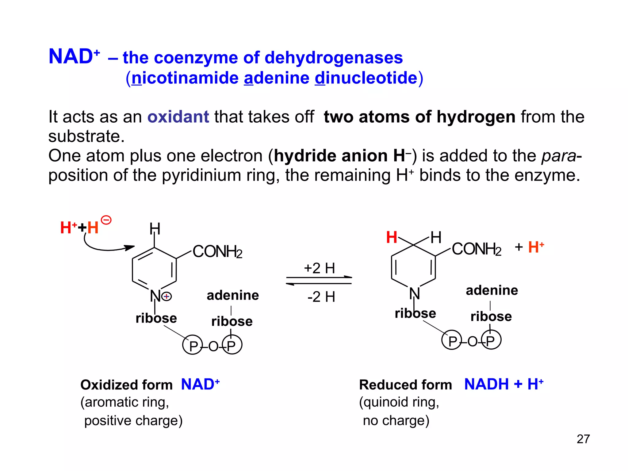 NAD +   – the coenzyme of dehydrogenases    ( n icotinamide  a denine  d inucleotide ) It acts as an  oxidant  that takes off  two atoms of hydrogen  from the substrate. One atom plus one electron ( hydride anion H – ) is added to the  para -position of the pyridinium ring, the remaining H +  binds to the enzyme. Oxidized form  NAD + (aromatic ring, positive charge)   H N C O N H 2 H + + H Reduced form  NADH + H + (quinoid ring, no charge)   N C O N H 2 H H +  H + P – O–P ribose adenine ribose P – O–P ribose adenine ribose +2 H -2 H 