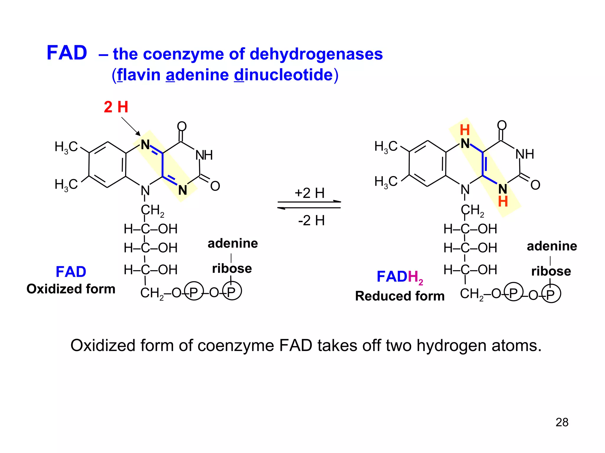 Oxidized form of coenzyme FAD takes off two hydrogen atoms. FAD  – the coenzyme of dehydrogenases   ( f lavin  a denine  d inucleotide ) +2 H -2 H N N N N H O O H 3 C CH 2 FAD Oxidized form H 3 C CH 2 –O–P H–C–OH H–C–OH H–C–OH – O–P ribose adenine N N N NH O O CH 2 H–C–OH H H FAD H 2 Reduced form H 3 C H 3 C H–C–OH H–C–OH CH 2 –O–P – O–P ribose adenine 2 H 