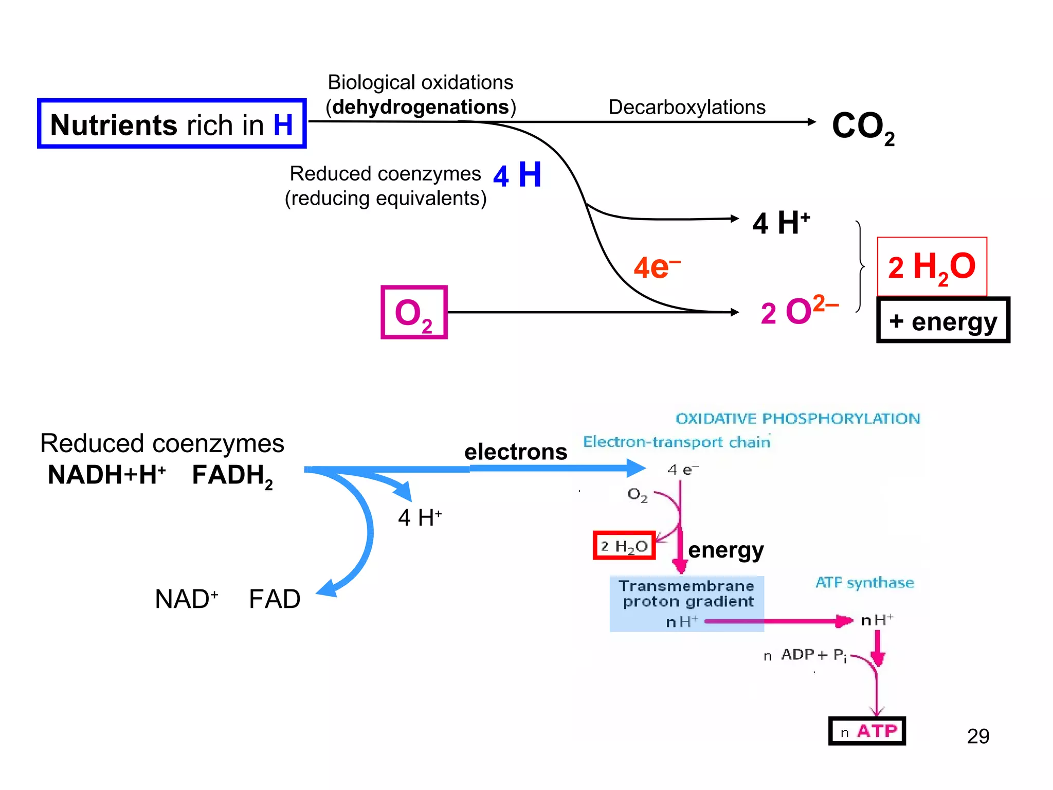 electrons energy 4  H 4  H + 2  O 2– CO 2 Biological oxidations ( dehydrogenations ) Decarboxylations Reduced coenzymes (reducing equivalents) 4 e – 2  H 2 O Nutrients  rich in  H O 2 + energy Reduced coenzymes NADH + H +  FADH 2 4 H + NAD +   FAD 