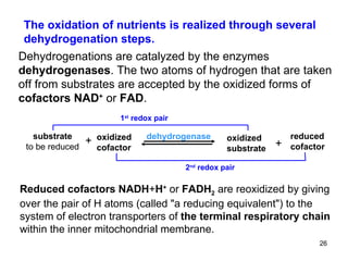 Reduced cofactors NADH + H +   or  FADH 2  are reoxidized by giving over the pair of H atoms (called  "a reducing equivalent") to the system of electron transporters of  the terminal respiratory chain  within the inner mitochondrial membrane. The oxidation of nutrients is realized through several  dehydrogenation steps. Dehydrogenations are catalyzed by the enzymes  dehydrogenases . The two atoms of hydrogen that are taken off from substrates are accepted by the oxidized forms of  cofactors NAD +   or  FAD . + substrate to be reduced oxidized cofactor + 2 nd  redox pair 1 st  redox pair dehydrogenase oxidized substrate reduced cofactor 