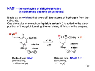 NAD +   – the coenzyme of dehydrogenases    ( n icotinamide  a denine  d inucleotide ) It acts as an  oxidant  that takes off  two atoms of hydrogen  from the substrate. One atom plus one electron ( hydride anion H – ) is added to the  para -position of the pyridinium ring, the remaining H +  binds to the enzyme. Oxidized form  NAD + (aromatic ring, positive charge)   H N C O N H 2 H + + H Reduced form  NADH + H + (quinoid ring, no charge)   N C O N H 2 H H +  H + P – O–P ribose adenine ribose P – O–P ribose adenine ribose +2 H -2 H 