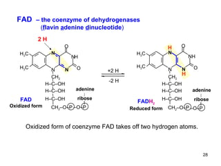 Oxidized form of coenzyme FAD takes off two hydrogen atoms. FAD  – the coenzyme of dehydrogenases   ( f lavin  a denine  d inucleotide ) +2 H -2 H N N N N H O O H 3 C CH 2 FAD Oxidized form H 3 C CH 2 –O–P H–C–OH H–C–OH H–C–OH – O–P ribose adenine N N N NH O O CH 2 H–C–OH H H FAD H 2 Reduced form H 3 C H 3 C H–C–OH H–C–OH CH 2 –O–P – O–P ribose adenine 2 H 