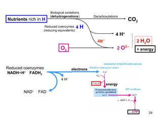 electrons energy 4  H 4  H + 2  O 2– CO 2 Biological oxidations ( dehydrogenations ) Decarboxylations Reduced coenzymes (reducing equivalents) 4 e – 2  H 2 O Nutrients  rich in  H O 2 + energy Reduced coenzymes NADH + H +  FADH 2 4 H + NAD +   FAD 
