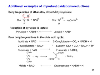 Additional examples of important oxidations-reductions Dehydrogenation of ethanol  by  alcohol dehydrogenase : Four dehydrogenations in the citric acid cycle: Isocitrate + NAD +  2-Oxoglutarate + CO 2  + NADH + H +   2-Oxoglutarate + NAD +   Succinyl-CoA + CO ě  + NADH + H + Succinate + FAD  Fumarate + FADH 2 C O O H C H 2 C H 2 C O O H +  FAD C C C O O H H H O O C H +  F A D H 2 Malate + NAD +  Oxaloacetate + NADH + H Reduction of pyruvate to lactate Pyruvate + NADH + H +  Lactate + NAD + 