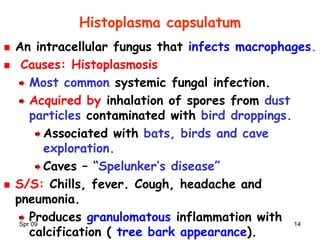 Spr 09 14
Histoplasma capsulatum
An intracellular fungus that infects macrophages.
Causes: Histoplasmosis
Most common systemic fungal infection.
Acquired by inhalation of spores from dust
particles contaminated with bird droppings.
Associated with bats, birds and cave
exploration.
Caves – “Spelunker’s disease”
S/S: Chills, fever. Cough, headache and
pneumonia.
Produces granulomatous inflammation with
calcification ( tree bark appearance).
 