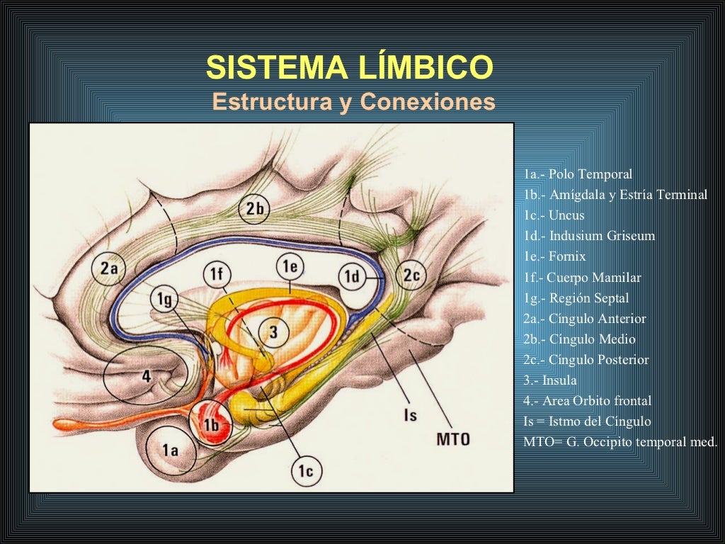 Sistema límbico