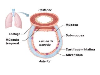 Cartilagem hialina
Submucosa
Mucosa
Posterior
Lúmen da
traqueia
Anterior
Esôfago
Músculo
traqueal
Adventicia
 