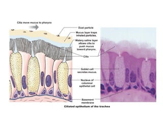 Cilia move mucus to pharynx
Cilia
Goblet cell
secretes mucus.
Nucleus of
columnar
epithelial cell
Basement
membrane
Dust particle
Mucus layer traps
inhaled particles.
inhaled particles.
Watery saline layer
allows cilia to
push mucus
toward pharynx.
Ciliated epithelium of the trachea
 