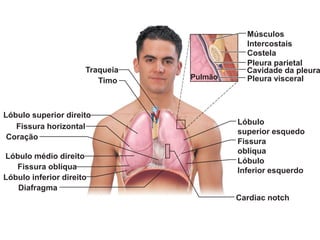 Traqueia
Timo
Lóbulo superior direito
Fissura horizontal
Lóbulo médio direito
Fissura oblíqua
Lóbulo inferior direito
Coração
Diafragma
Lóbulo
superior esquedo
Cardiac notch
Fissura
oblíqua
Lóbulo
Inferior esquerdo
Pulmão
Cavidade da pleura
Pleura parietal
Costela
Músculos
Intercostais
Pleura visceral
 