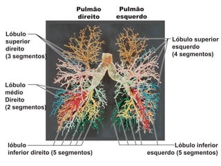 Lóbulo
superior
direito
(3 segmentos)
Lóbulo
médio
Direito
(2 segmentos)
lóbulo
inferior direito (5 segmentos)
Lóbulo superior
esquerdo
(4 segmentos)
Lóbulo inferior
esquerdo (5 segmentos)
Pulmão
direito
Pulmão
esquerdo
 