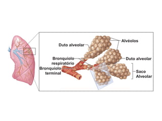Duto alveolar
Duto alveolar
Alvéolos
Saco
Alveolar
Bronquíolo
respiratório
Bronquíolo
terminal
 