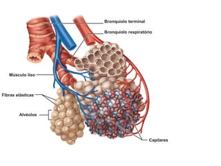 Fibras elásticas
Músculo liso
Alvéolos
Capilares
Bronquíolo terminal
Bronquíolo respiratório
 
