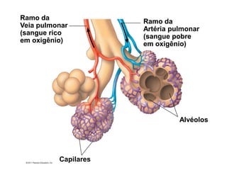 Capilares
Alvéolos
Ramo da
Artéria pulmonar
(sangue pobre
em oxigênio)
Ramo da
Veia pulmonar
(sangue rico
em oxigênio)
 