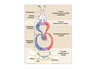 CO2 O2
Alvéolo
pulmonar
Vias aéreas
CO2
CO2
O2
O2
Circulação
Pulmonar
CO2
O2
Respiração
celular
ATP
Nutrientes
Células
Circulação
Sistêmica
CO2 O2
Troca I:
atmosfera para o pulmão
(ventilação)
Transporte de gases no
sangue
Troca III:
sangue para as
células
Troca II:
pulmão para o sangue
 