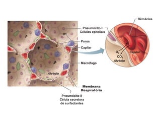 Capilar
Pneumócito II
Célula secretora
de surfactantes
Macrófago
Poros
Membrana
Respiratória
Hemácias
O2
Alvéolo
CO2
Capilar
Alvéolo
Pneumócito I
Células epiteliais
 