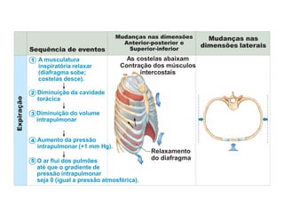 Sequência de eventos
As costelas abaixam
Contração dos músculos
intercostais
Relaxamento
do diafragma
1 A musculatura
inspiratória relaxar
(diafragma sobe;
costelas desce).
2 Diminuição da cavidade
torácica
3 Diminuição do volume
intrapulmonar
4 Aumento da pressão
intrapulmonar (+1 mm Hg).
5 O ar flui dos pulmões
até que o gradiente de
pressão intrapulmonar
seja 0 (igual a pressão atmosférica).
Mudanças nas dimensões
Anterior-posterior e
Superior-inferior
Mudanças nas
dimensões laterais
Expiração
 