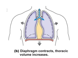 Movement of the Diaphragm
 