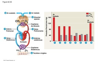 Ar exalado Ar inalado
Artéria
Pulmonar
Veias
Sistêmicas
Artérias
sistêmicas
Veias
Pulmonares
Capilares
do Alveolo
Alveolar
spaces
Ar
Inalado
160
120
80
40
0
Coração
8 1
2
3
4
6
7
CO2 O2
Capilares
Sistêmicos
CO2 O2
Tecidos e órgãos
5
4
3
2
1 5 6 7
Ar
Exalado
Pressão
Parcial
(mm
Hg)
PO2
PCO
2
8
Figure 42.30
 