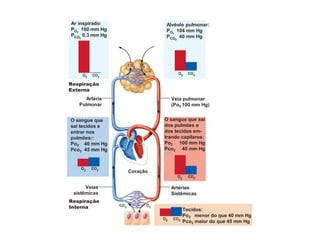 Ar inspirado:
P 160 mm Hg
P 0.3 mm Hg
O sangue que sai
dos pulmões e
dos tecidos em-
trando capilares:
Po2 100 mm Hg
Pco2 40 mm Hg
Alvéolo pulmonar:
P 104 mm Hg
P 40 mm Hg
O2
Coração
O sangue que
sai tecidos e
entrar nos
pulmões::
Po2 40 mm Hg
Pco2 45 mm Hg
Veias
sistêmicas
Artérias
Sistêmicas
Tecidos:
Po2 menor do que 40 mm Hg
Pco2 maior do que 45 mm Hg
Respiração
Interna
Respiração
Externa
Veia pulmonar
(Po2 100 mm Hg)
Artéria
Pulmonar
CO2
O2
CO2
 