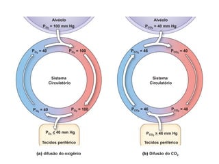 Gas Diffusion
PO2
= 100 mm Hg
Alvéolo
Tecidos periférico
Alvéolo
Tecidos periférico
(b) Difusão do CO2
(a) difusão do oxigênio
Sistema
Circulatório
Sistema
Circulatório
PO2
= 40 PO2
= 100
PO2
= 40 PO2
= 100
PCO2
= 46 PCO2
= 40
PCO2
= 46 PCO2
= 40
PO2
< 40 mm Hg
– PCO2
> 46 mm Hg
–
PCO2
= 40 mm Hg
 